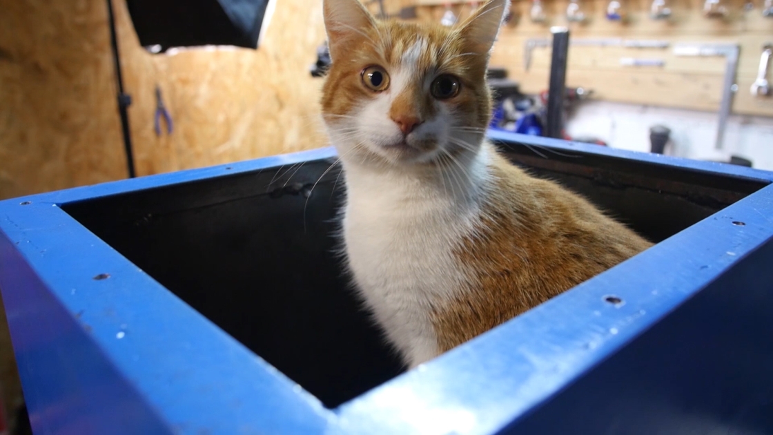 the cat in the middle of the hydraulic tank